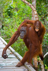 Female of the orangutan with a baby  are going on a wooden bridge in the jungle. Indonesia. The island of Kalimantan (Borneo). An excellent illustration.