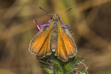Rostfarbiger Dickkopffalter (Ochlodes sylvanus)