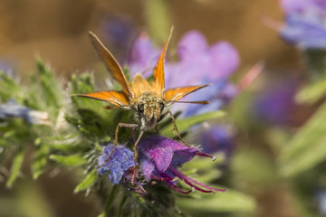 Rostfarbiger Dickkopffalter (Ochlodes sylvanus)
