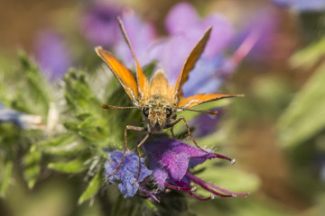 Rostfarbiger Dickkopffalter (Ochlodes sylvanus)