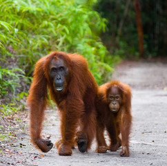 The female of the orangutan with a baby on a footpath. Funny pose. Rare picture. Indonesia. The island of Kalimantan (Borneo). An excellent illustration. © gudkovandrey