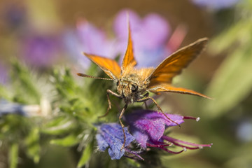 Rostfarbiger Dickkopffalter (Ochlodes sylvanus)