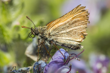 Rostfarbiger Dickkopffalter (Ochlodes sylvanus)