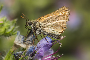 Rostfarbiger Dickkopffalter (Ochlodes sylvanus)