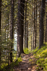 Forest in the mountains with pine trees