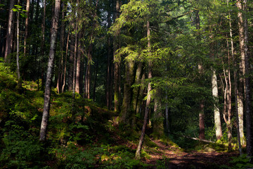 Obraz premium Forest in the mountains with pine trees