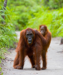 The female of the orangutan with a baby on a footpath. Funny pose. Rare picture. Indonesia. The island of Kalimantan (Borneo). An excellent illustration.