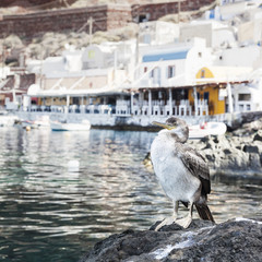 Cormorant in the port of Oia in Santorini