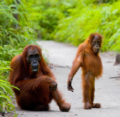 Female orangutan with a baby in the wild. Indonesia. The island of Kalimantan (Borneo).  © gudkovandrey