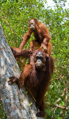 Female orangutan with a baby in the wild. Indonesia. The island of Kalimantan (Borneo). 