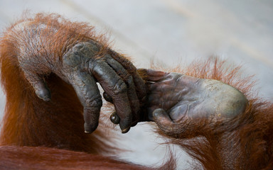 Fototapeta premium Detail of the front hand orangutan. Close-up. Indonesia. The island of Kalimantan (Borneo). An excellent illustration.