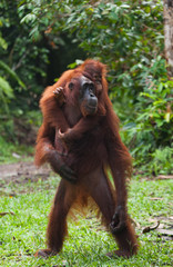 Female orangutan with a baby in the wild. Indonesia. The island of Kalimantan (Borneo).  © gudkovandrey