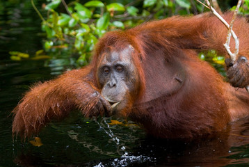Orangutan drinking water from the river in the jungle. Indonesia. The island of Kalimantan...