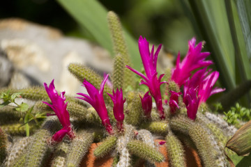 Echinopsis chamaecereus