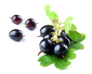 Wild black currant with green leaves isolated on white