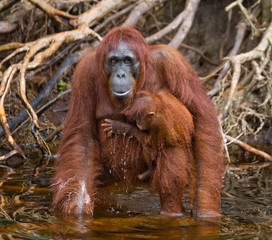Female and baby orangutan drinking water from the river in the jungle. Indonesia. The island of Kalimantan (Borneo). An excellent illustration. © gudkovandrey
