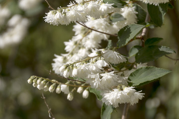 Symphoricarpos albus