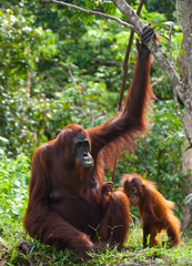 Female orangutan with a baby in the wild. Indonesia. The island of Kalimantan (Borneo).  © gudkovandrey