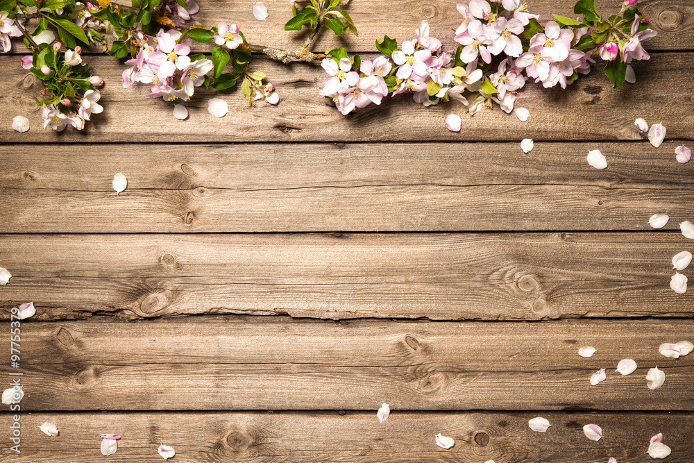 Wall mural apple blossoms on wooden surface. spring background