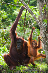 Female orangutan with a baby in the wild. Indonesia. The island of Kalimantan (Borneo).  © gudkovandrey
