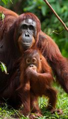 Portrait of a female orangutan with a baby in the wild. Indonesia. The island of Kalimantan (Borneo). An excellent illustration.
