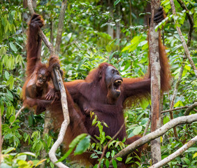 The female of the orangutan with a baby in a tree. Indonesia. The island of Kalimantan (Borneo). An excellent illustration. © gudkovandrey