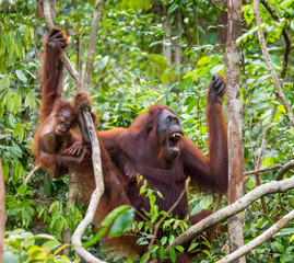 Naklejka premium The female of the orangutan with a baby in a tree. Indonesia. The island of Kalimantan (Borneo). An excellent illustration.