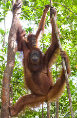 The female of the orangutan with a baby in a tree. Indonesia. The island of Kalimantan (Borneo). An excellent illustration.