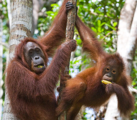 The female of the orangutan with a baby in a tree. Indonesia. The island of Kalimantan (Borneo). An excellent illustration.
