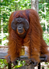 Orangutan standing on a wooden platform in the jungle. Indonesia. The island of Kalimantan (Borneo). An excellent illustration.