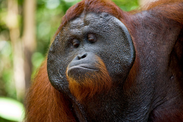 Portrait of a male orangutan. Close-up. Indonesia. The island of Kalimantan (Borneo). An excellent illustration.