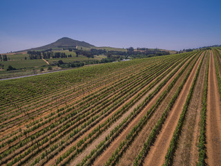 Fototapeta na wymiar South african vineyards