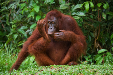 Orangutan sitting on the grass. Indonesia. The island of Kalimantan (Borneo). An excellent illustration.