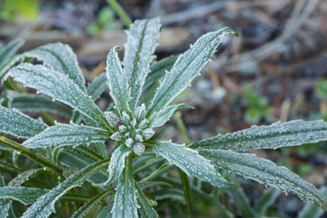Closeup of Frozen Leaves with Ice Crystals