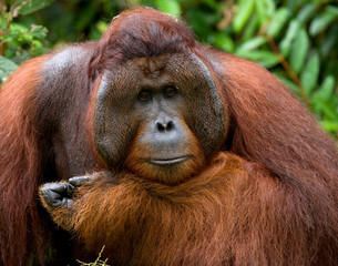 Portrait of a male orangutan. Close-up. Indonesia. The island of Kalimantan (Borneo). An excellent illustration. © gudkovandrey