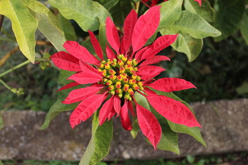 Flor de Pascua, Poinsettia