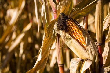 Mature Maize