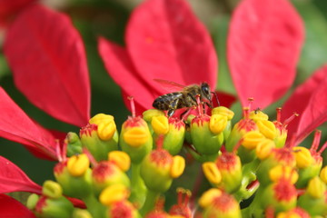 Abeja tomando polen de una flor de pascoa, Poinsettia