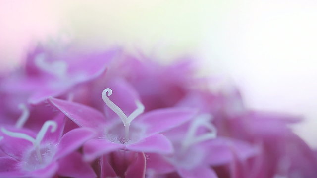 pink pentas flowers closeup