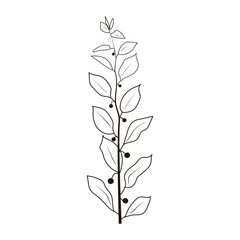 drawing of plants on a white background