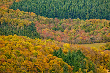 automne saison feuille couleur arbre feuillage sapin forêt