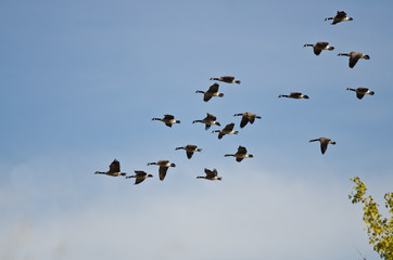 Large Flock of Canada Geese Flying in a Blue Sky
