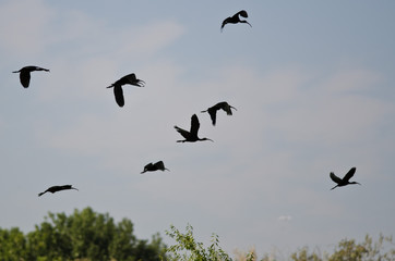 Flock of White-Faced Ibis Flying Low Over the Marsh