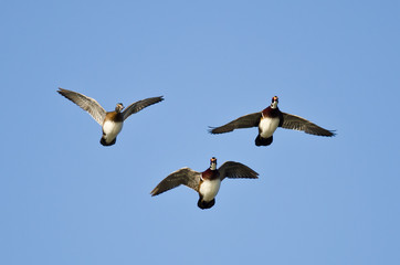 Three Wood Ducks Flying in a Blue Sky