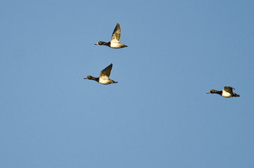 Three Ring-Necked Ducks Flying in a Blue Sky