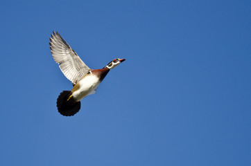 Male Wood Duck Flying in a Blue Sky with Tail Flared