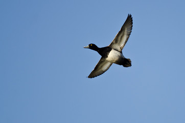 Male Lesser Scaup Flying in a Blue Sky