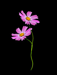 Flowers cosmos isolated on a black background
