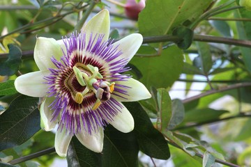 Passionflower