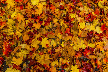 Fallen Maple Leaves on Forest Floor